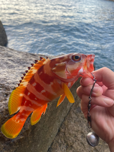 アカハタの釣果