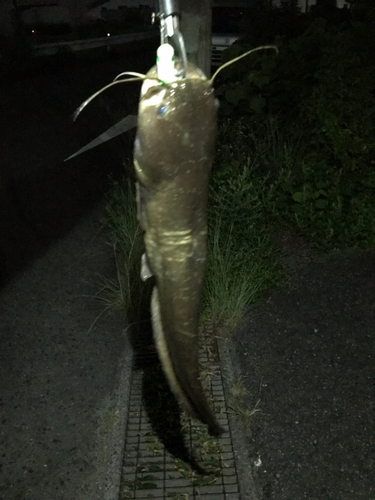 マナマズの釣果