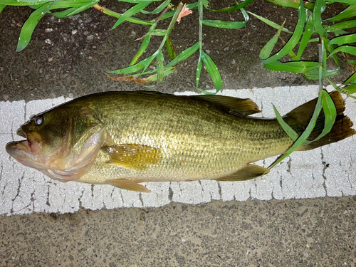 ラージマウスバスの釣果