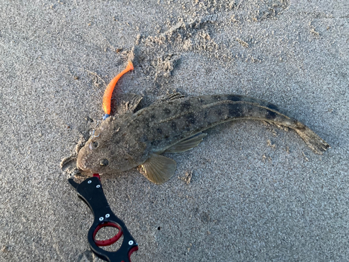 マゴチの釣果