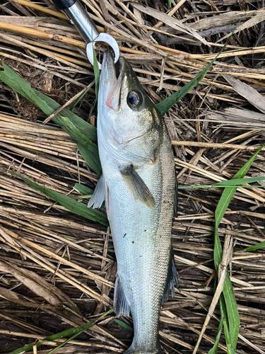 フッコ（マルスズキ）の釣果