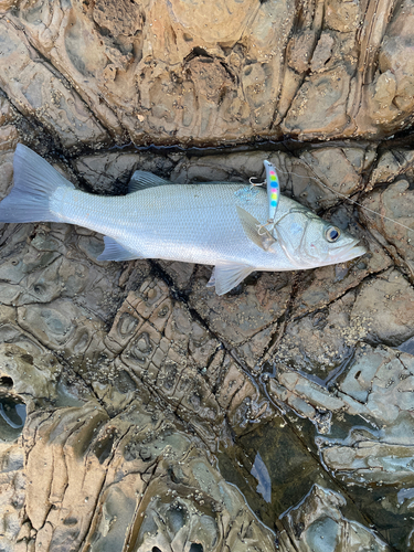 ヒラスズキの釣果