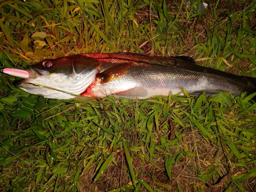 シーバスの釣果