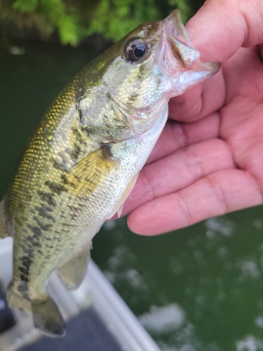 ラージマウスバスの釣果