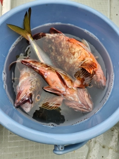 マアジの釣果