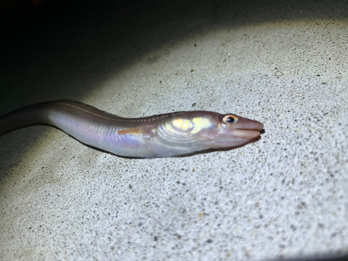 アナゴの釣果