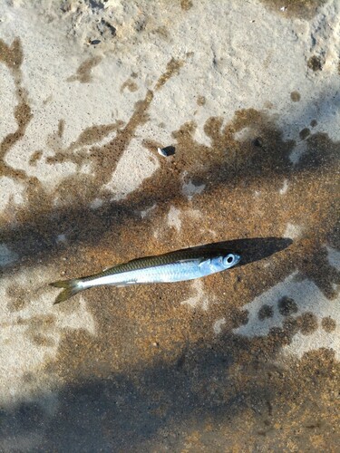 イワシの釣果