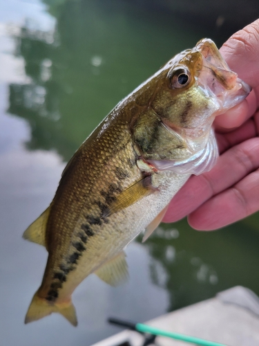 ラージマウスバスの釣果