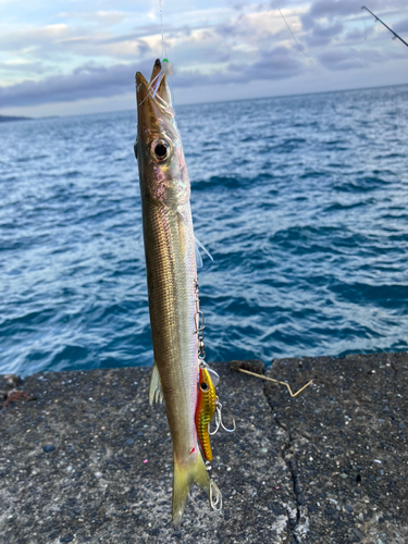 カマスの釣果