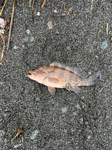 オオモンハタの釣果