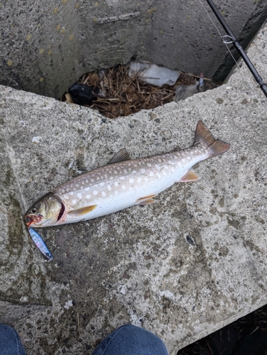 アメマスの釣果