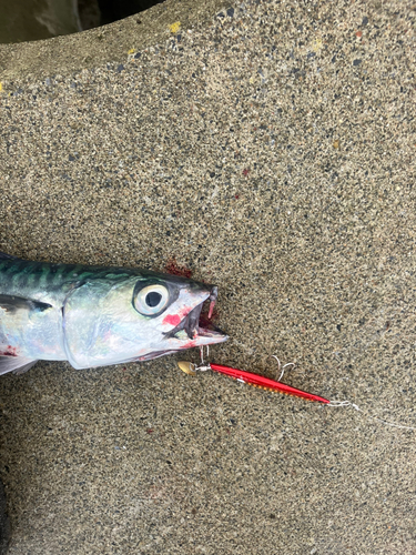 サバの釣果