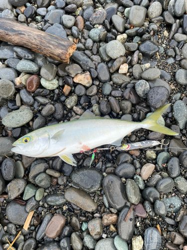 ワカシの釣果