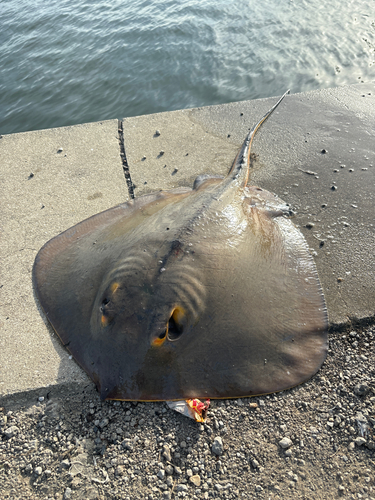 アカエイの釣果