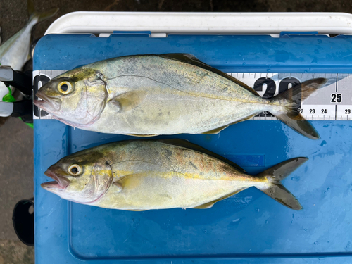 ショゴの釣果