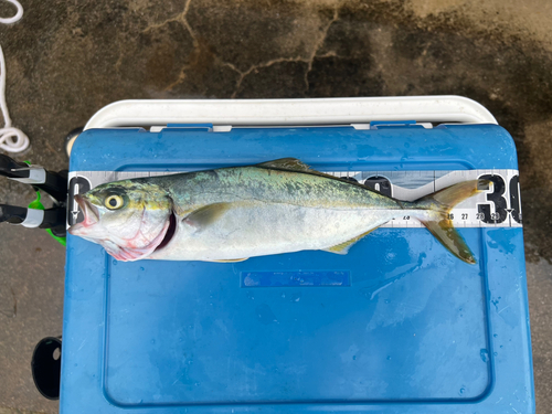 ワカシの釣果