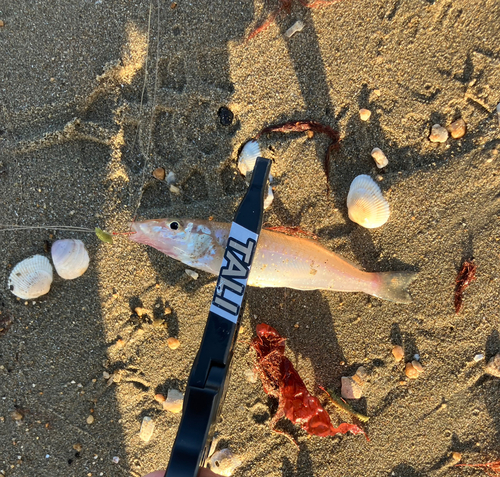 キスの釣果