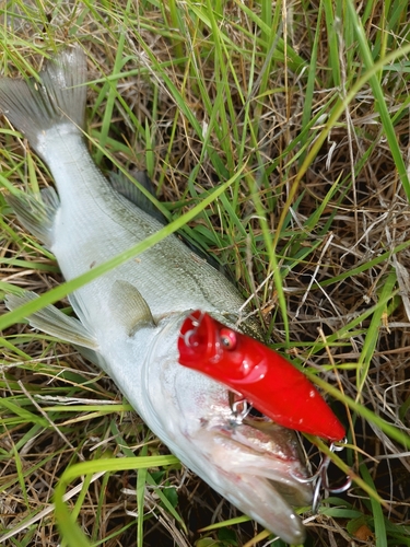 スズキの釣果