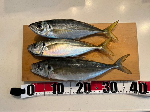 アジの釣果