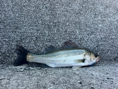 セイゴ（マルスズキ）の釣果