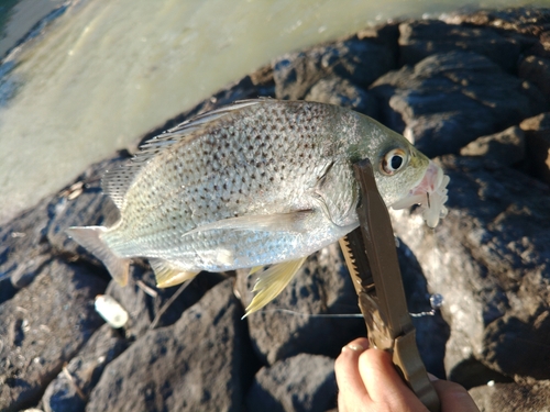 キビレの釣果