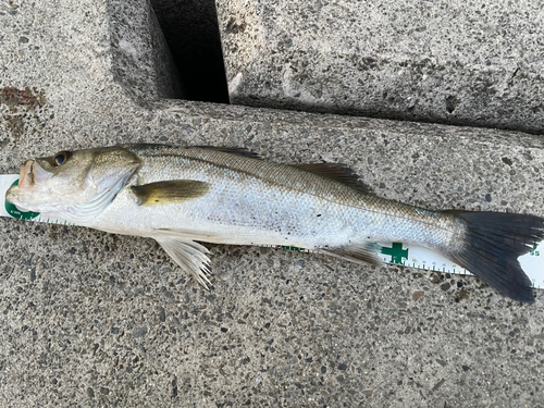 スズキの釣果