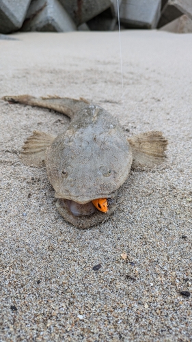 マゴチの釣果