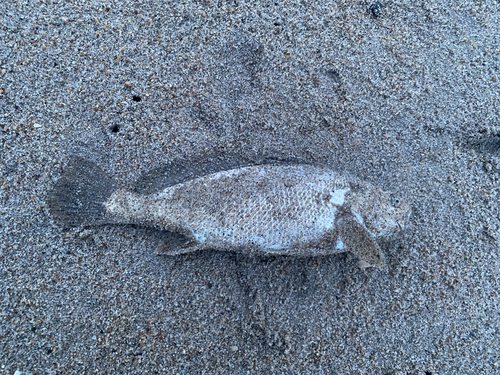 イシモチの釣果