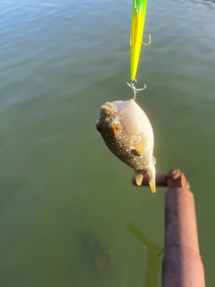 クサフグの釣果