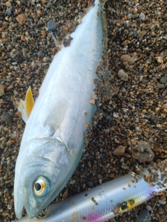 ツバスの釣果