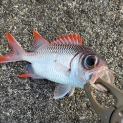 ツマリマツカサの釣果