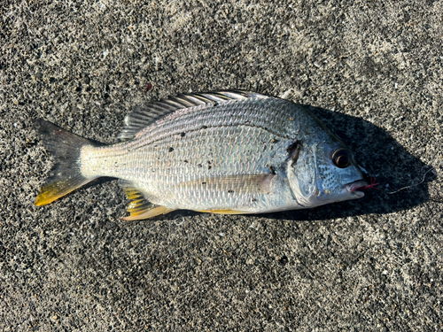 キビレの釣果