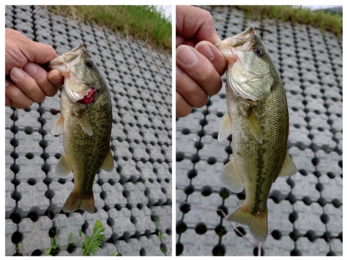 ブラックバスの釣果