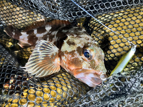 カサゴの釣果