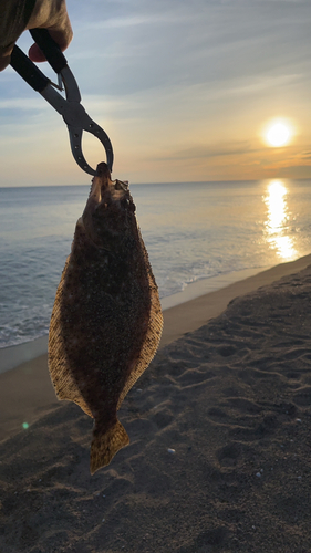 ソゲの釣果