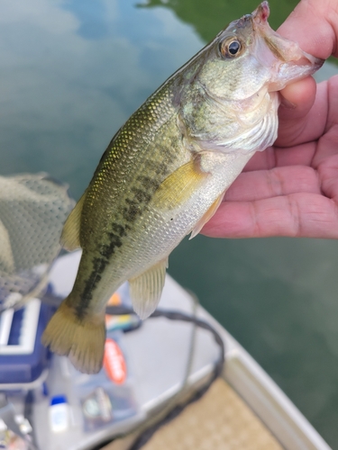 ラージマウスバスの釣果