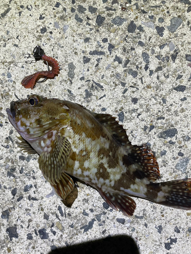 カサゴの釣果