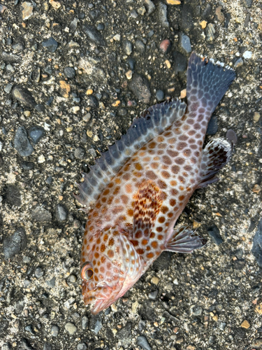 オオモンハタの釣果