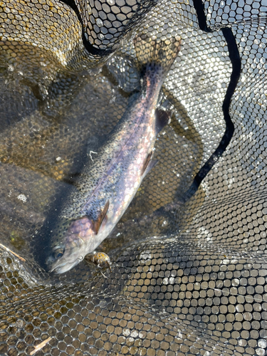 ニジマスの釣果