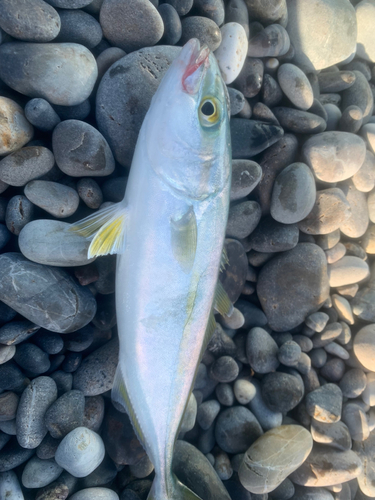 メジロの釣果