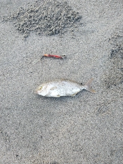 ショゴの釣果