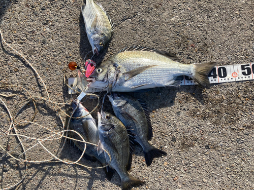 クロダイの釣果