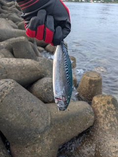 ソウダガツオの釣果