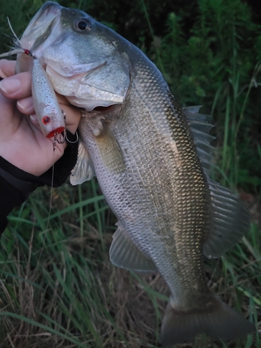 ラージマウスバスの釣果