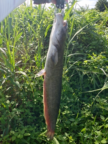 ナマズの釣果