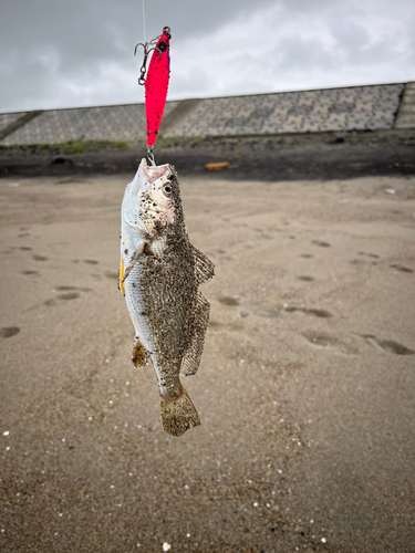 イシモチの釣果