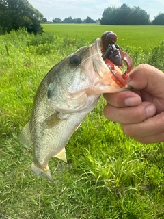 ラージマウスバスの釣果