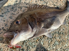 チヌの釣果