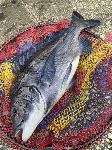 クロダイの釣果