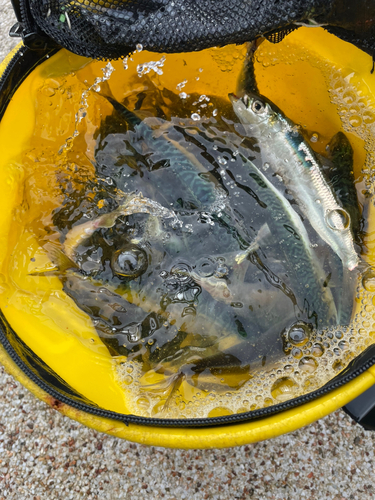 サバの釣果